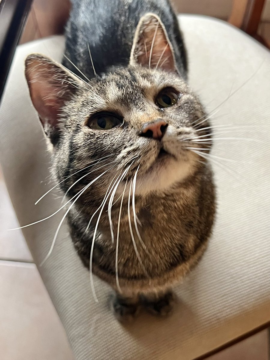 eggnog_91's tweet photo. @moe_twinstyle This is Nala https://t.co/raLr1oXg2W