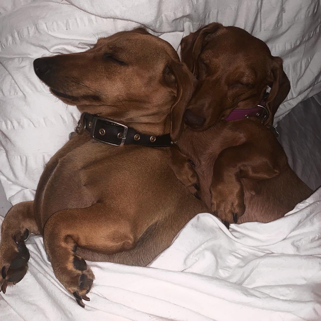 SALSICHINHAS DE CONCHINHAS REPITO SALSICHINHAS DE CONCHINHA