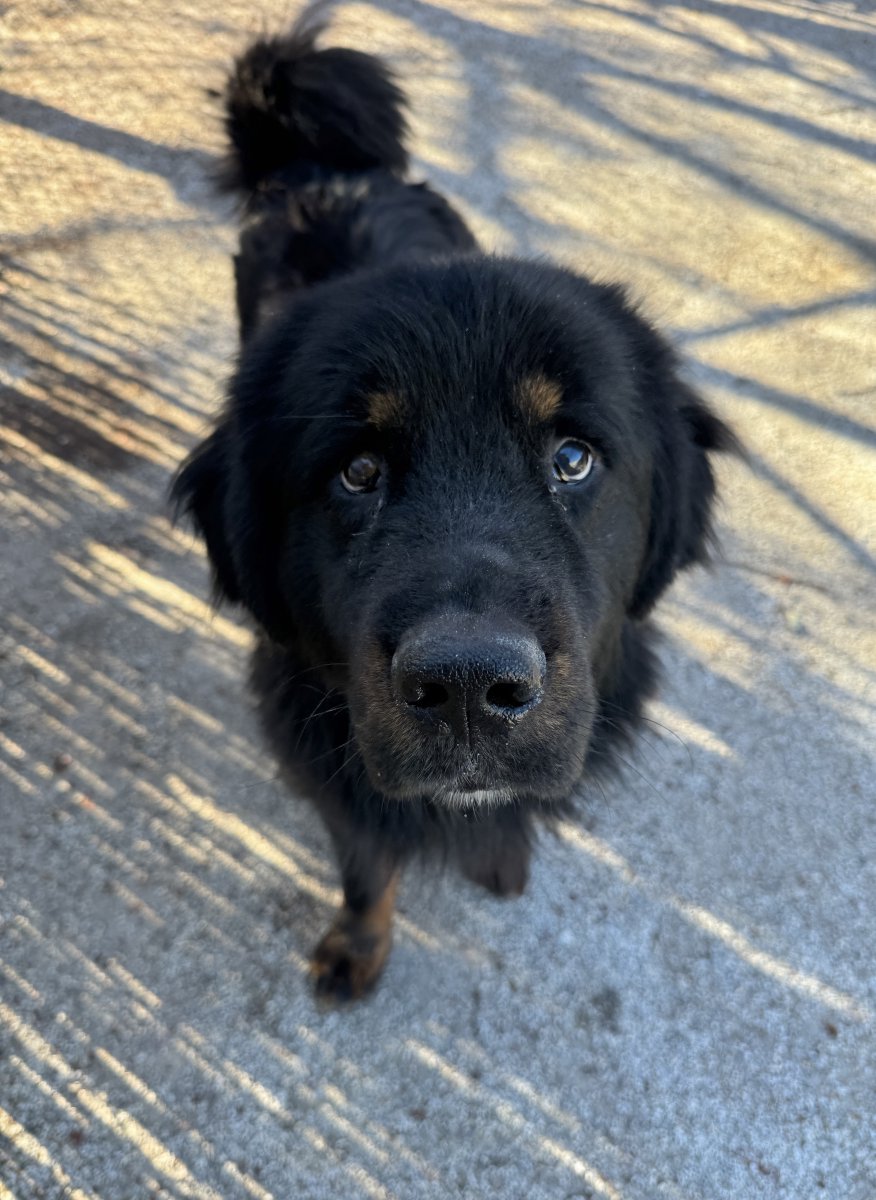 Pennsylvania SPCA tweet media