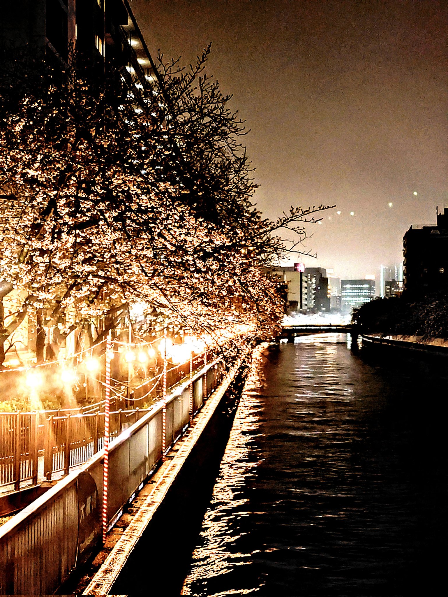 Tokyo's yozakura: cherry blossoms illuminated at night | The