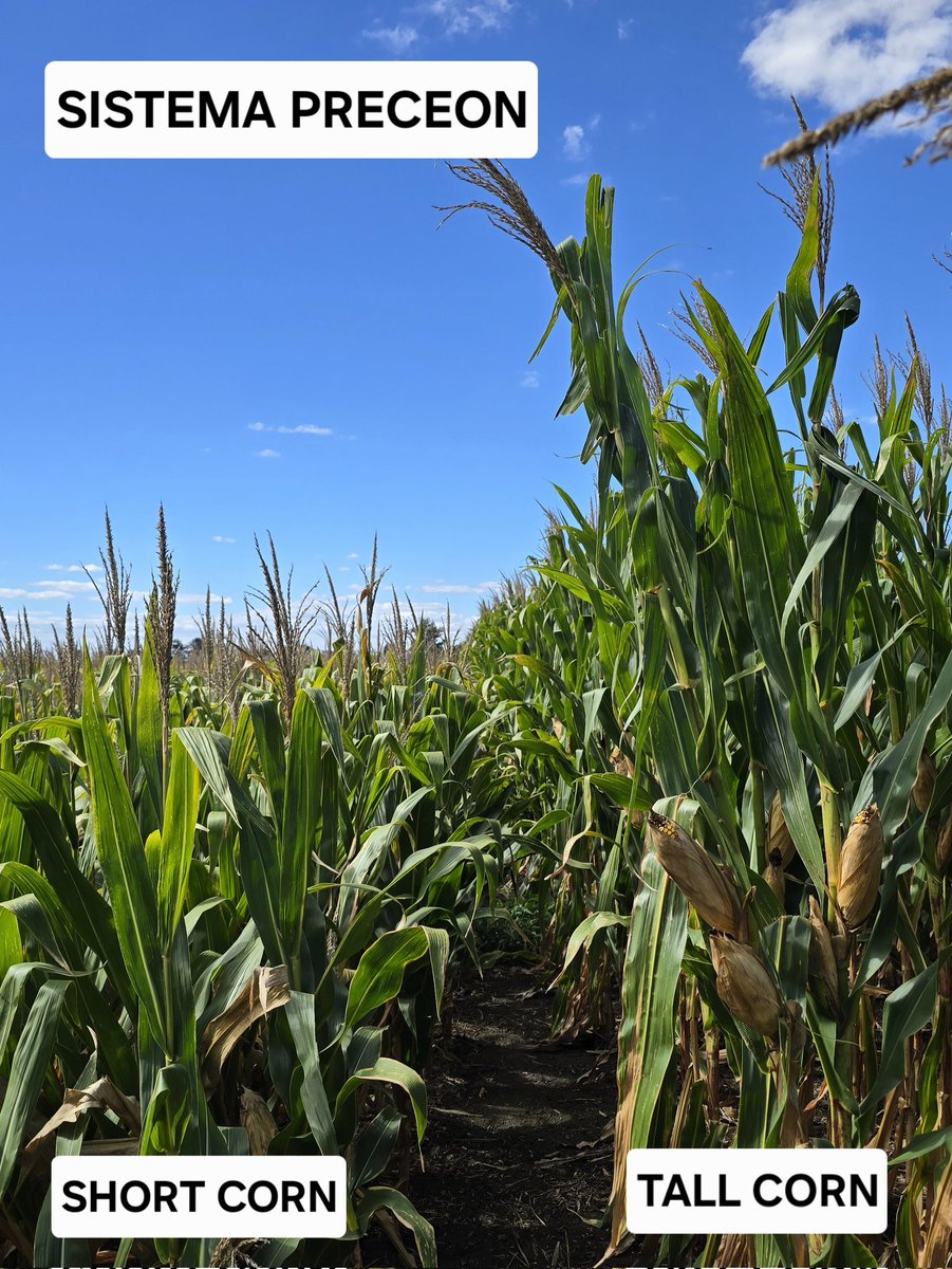 ScandoloNicolas's tweet image. Hoy visitamos ensayos del Sistema Preceon en Pergamino. Fue una gran experiencia vivida junto al equipo técnico de Bayer para seguir aprendiendo sobre esta tecnología fabulosa que pronto estará disponible. Gracias a todo el equipo que hizo posible esta gira.
#ShortCorn #Preceon