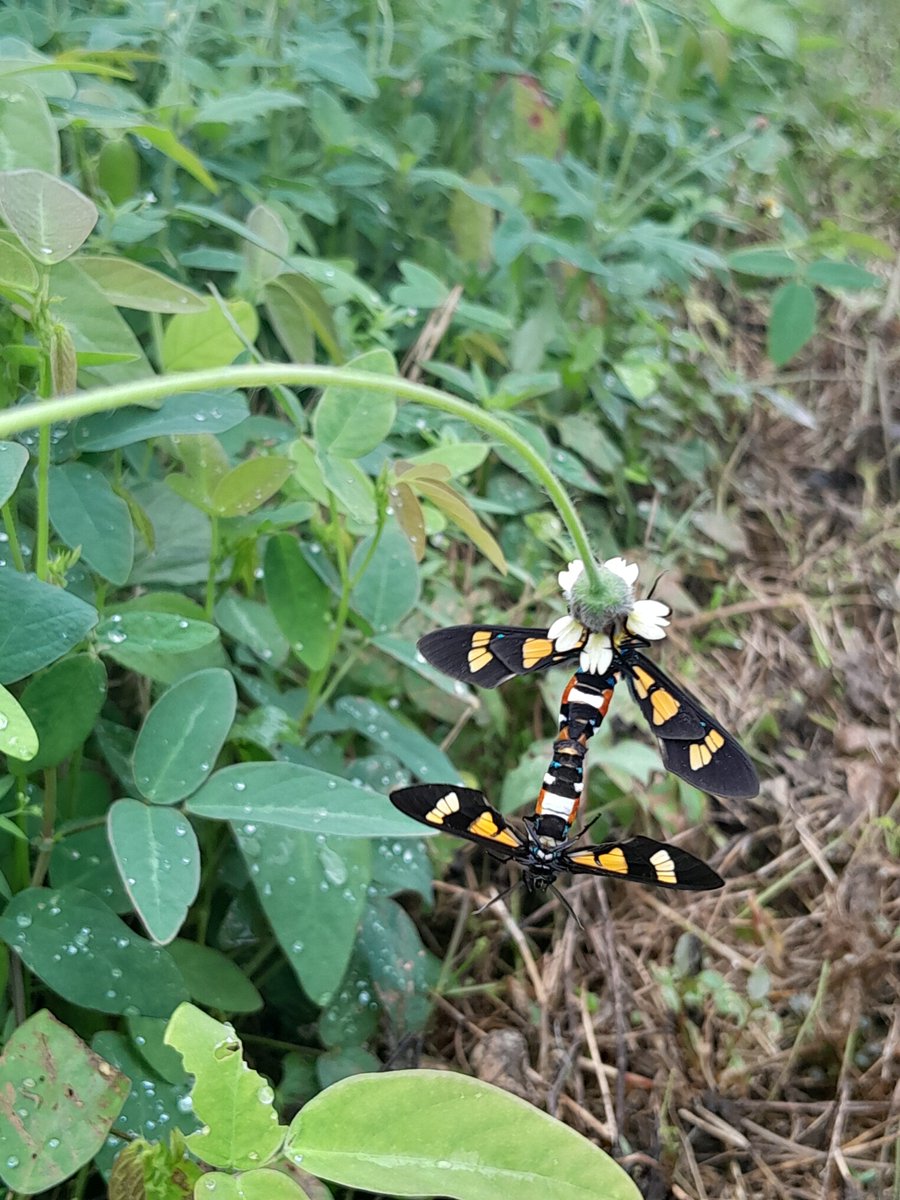 Two life stages of the Basker (Euchromia lethe) 
...
#moths #nigerianmoths