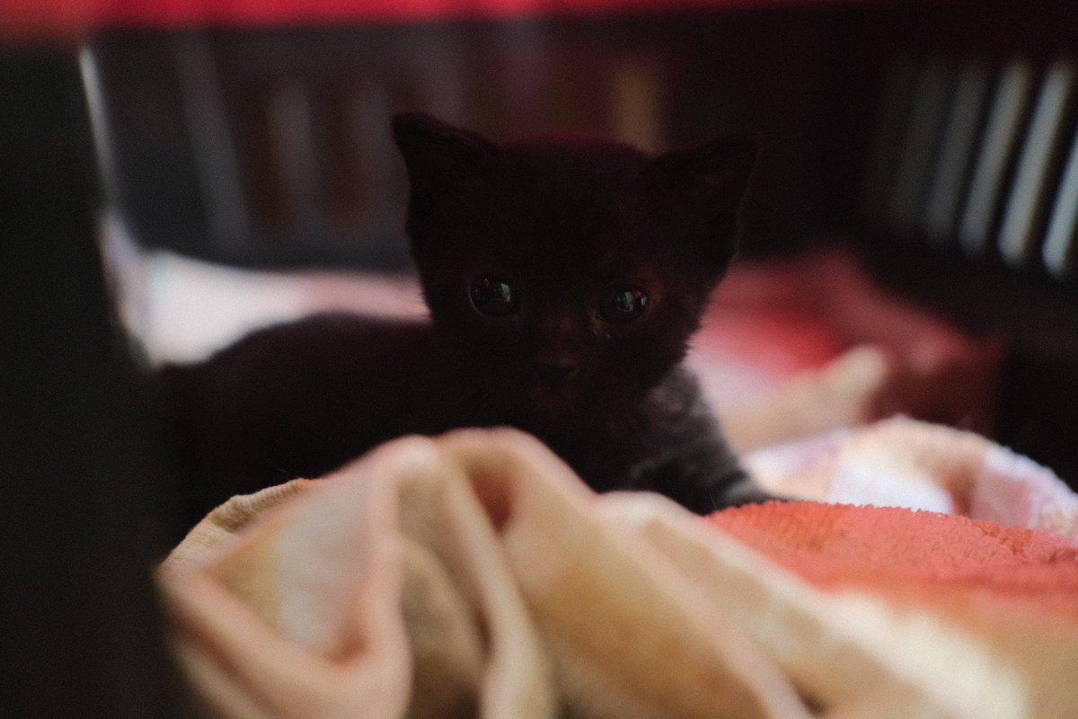 confusednames's tweet photo. Would anyone like to adopt this little baby? https://t.co/nyzHvdnIoz