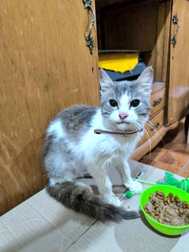 Linda gatita en adopción, tiene tres meses y medio de edad, de carácter cariñoso y regalón. Se lleva bien con otros gatos y también con perros.

Contacto al WhatsApp +56988253116. #Valpo #Viña