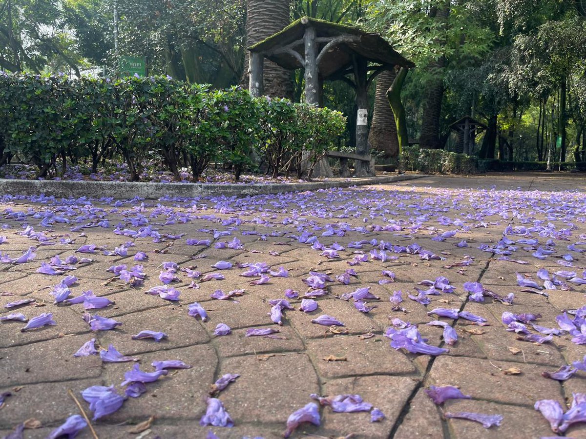 Jacarandas en la Ciudad de México 💜

El violeta de esta bella flor pinta avenidas, parques y espacios públicos de la capital. 😍

<a href="/alefrausto/">Alejandra Frausto</a>