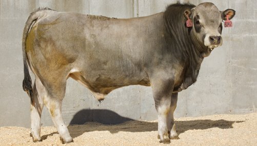 <a href="/BrianRoemmele/">Brian Roemmele</a> A Piedmontese bull at 12 months old. The Piedmontese breed has a natural myostatin mutation (very functional cattle) providing more yield per animal of genetically tender, low fat, high protein beef.