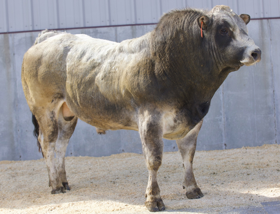 <a href="/BrianRoemmele/">Brian Roemmele</a> And this is a Piedmontese bull at 24 months old.