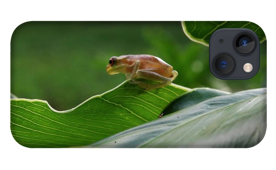Angel617Liz's tweet photo. https://t.co/YjkkpO1q5h
Take your favorite art with you, from "It's a frogs life" collection.
Impact resistant, slim profile, hard shell case.
#CellPhoneCase #NaturePhotography #Gifts
Available in phone cases, art prints, home decor, apparel and more. https://t.co/bwqmShxYK6