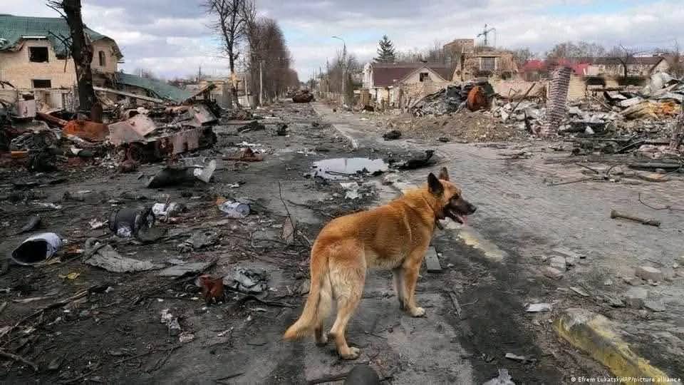 Olena Rohoza tweet media