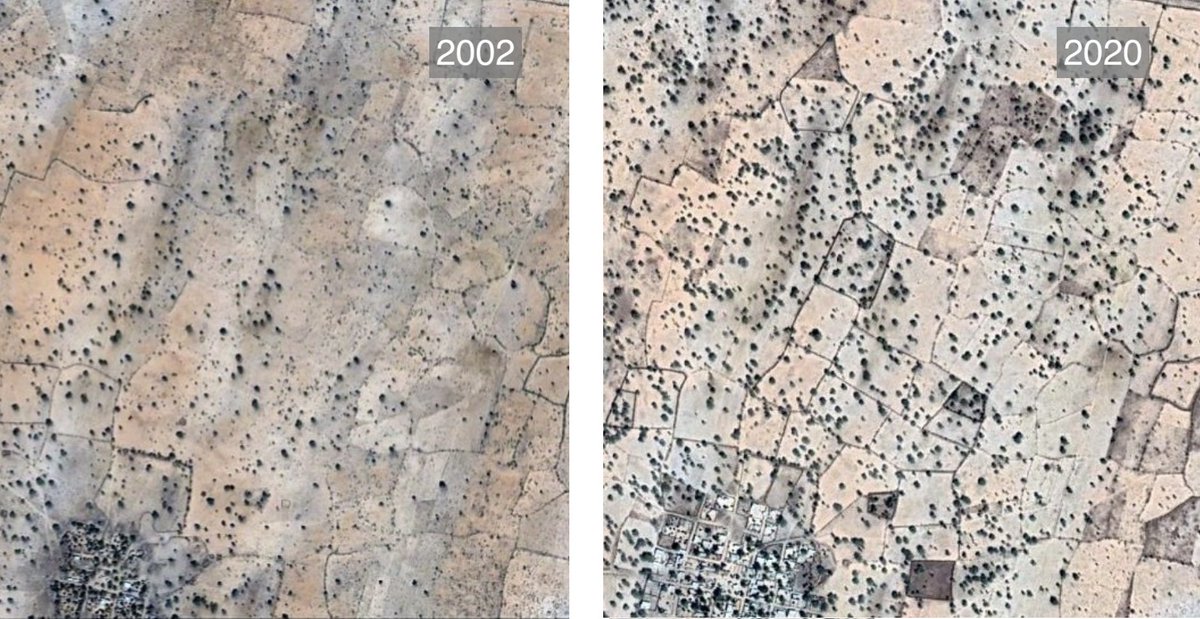 From our archives: While Africa is losing vital rainforest, another trend is underway — small farmers are letting trees regrow on their lands.

By one estimate, there are now some 1.4 billion trees on farms across Africa.

Read more: bit.ly/43YpOl7