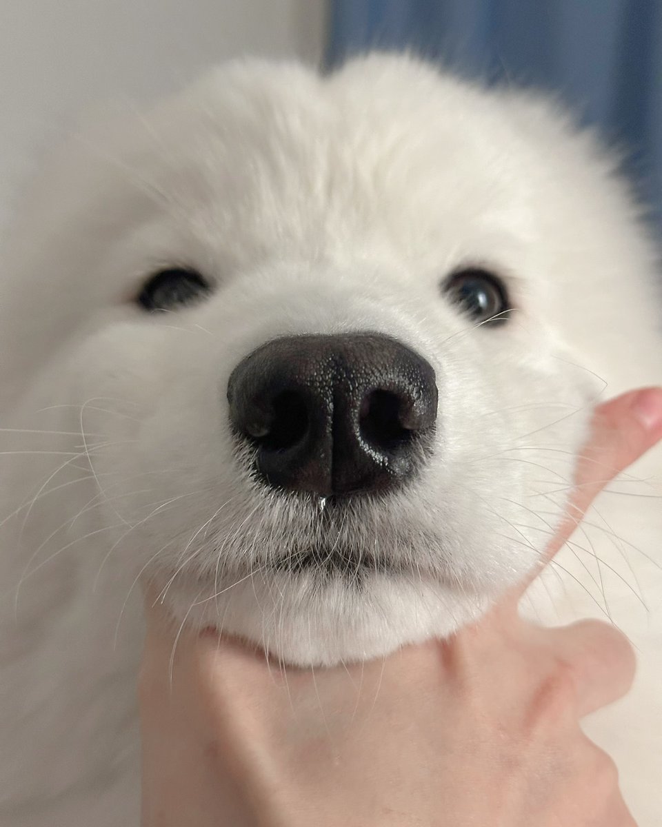 dogssaveworld's tweet image. 