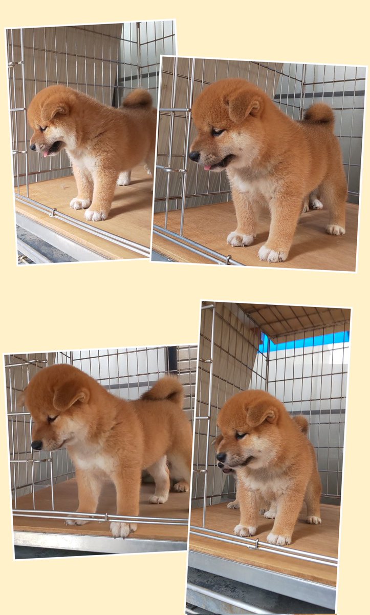 柴犬専門！海田犬舎（日本犬保存会） tweet media