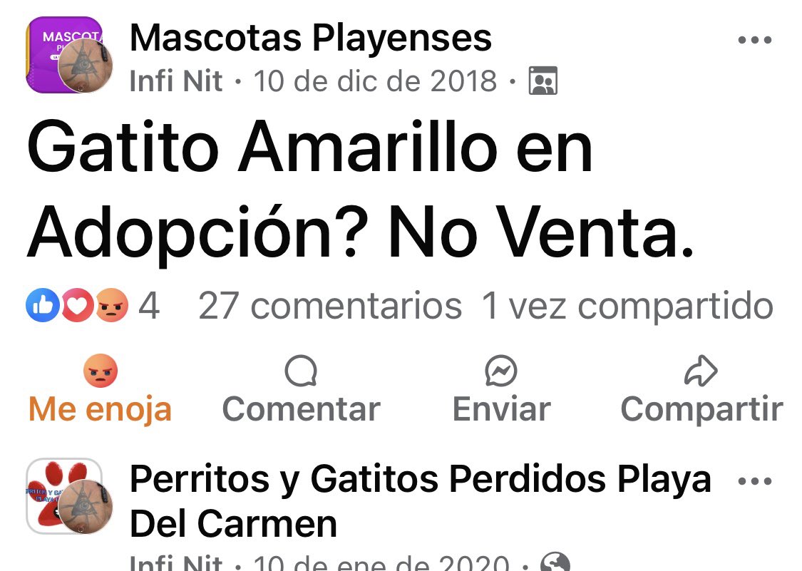 melyvolpo's tweet photo. BASTA DE ESTA GENTE!
Este sr extranjero, con su papel d espiritual, pide gatos q luego desaparecen! Lleva años pidiendo gatos naranjas, diciendo q viven muy bien en la selva y cada vz es un discurso nuevo. No los vacuna. No los cuida, y no está en sus cabales. No es responsable https://t.co/ud1iC6kAmj