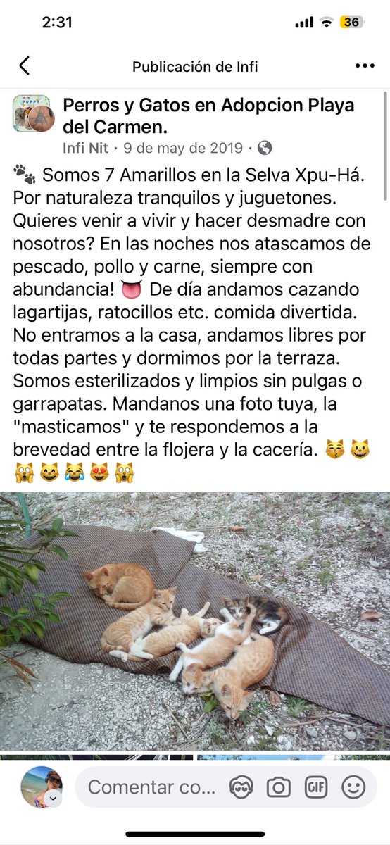 melyvolpo's tweet photo. BASTA DE ESTA GENTE!
Este sr extranjero, con su papel d espiritual, pide gatos q luego desaparecen! Lleva años pidiendo gatos naranjas, diciendo q viven muy bien en la selva y cada vz es un discurso nuevo. No los vacuna. No los cuida, y no está en sus cabales. No es responsable https://t.co/ud1iC6kAmj
