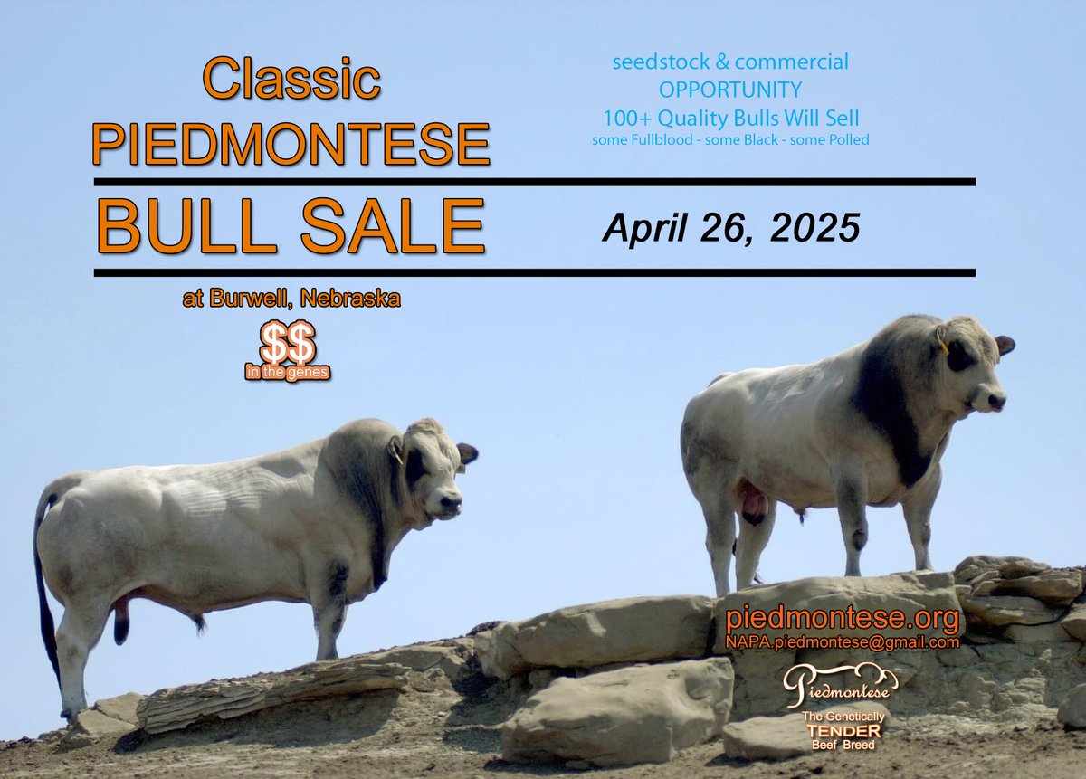 NAPA Piedmontese (@piedcattle) on Twitter photo 