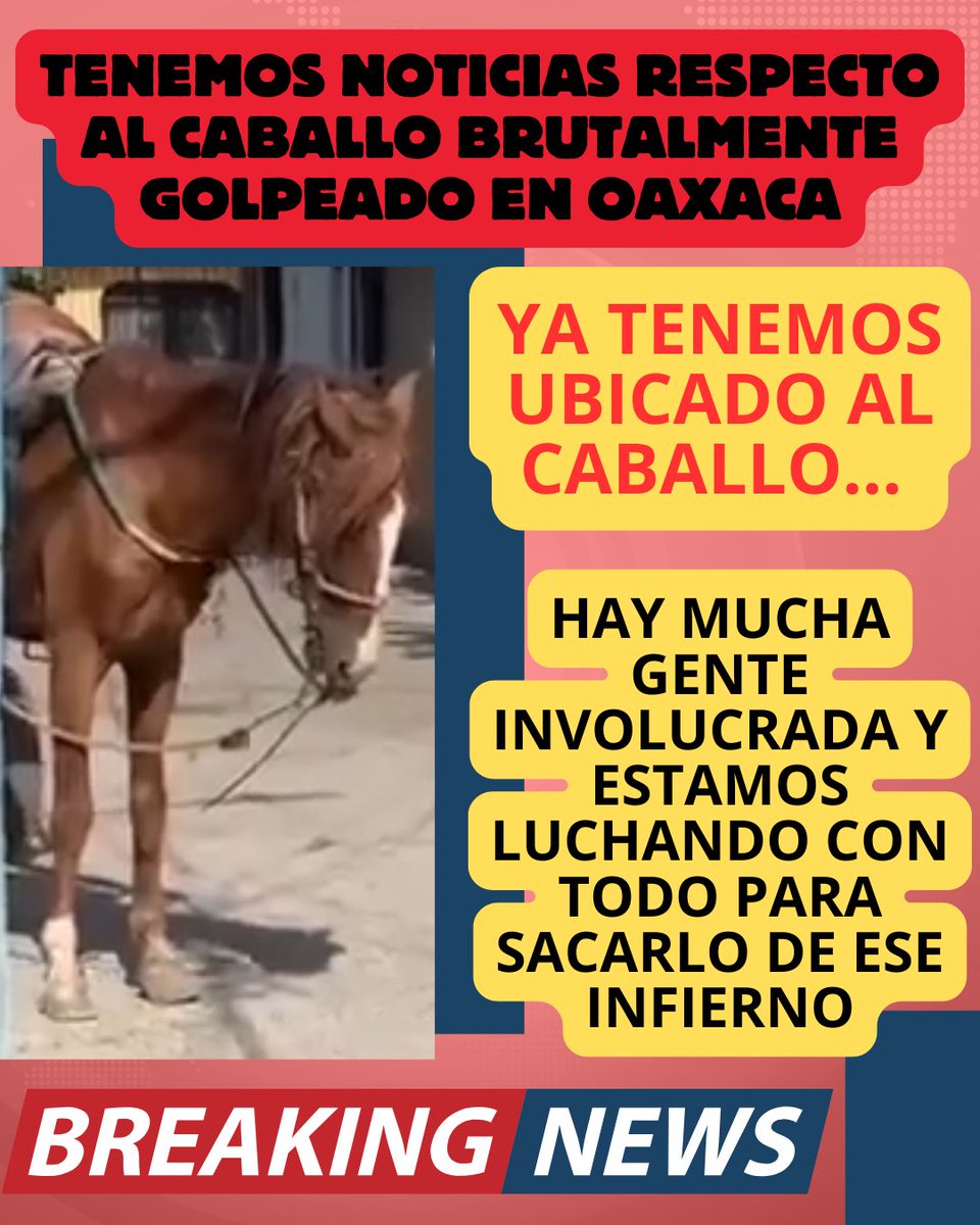 Esperen noticias!!! Vamos a necesitar muchísima pero muchísima ayuda ⚠️⚠️⚠️⚠️⚠️⚠️🙏🙏🙏

Haremos todo por que llegues a Seres Libres, te amamos Jacinto🐴 y te queremos libre de esa explotación y fuera de ese infierno. 

Por favor estén pendientes y sigan difundiendo y