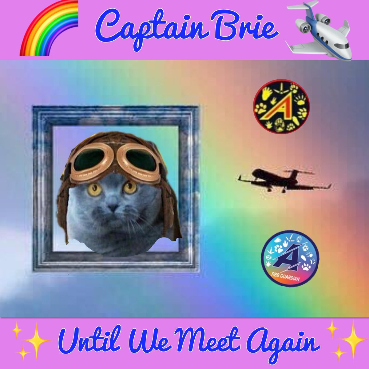The Anipal Aviators (@anipalaviators) on Twitter photo #TheAviators are sad to announce that our Aviator Captain Brie <a href="/briebritishcat/">Renfield & Angel Brie ๐๐น๐๐๐งธ</a> has made the trip to the Rainbow Bridge. Always loved. In our hearts forever. Sending sincere condolences to the family. #TheAviators are sad to announce that our Aviator Captain Brie <a href="/briebritishcat/">Renfield & Angel Brie ๐๐น๐๐๐งธ</a> has made the trip to the Rainbow Bridge. Always loved. In our hearts forever. Sending sincere condolences to the family.