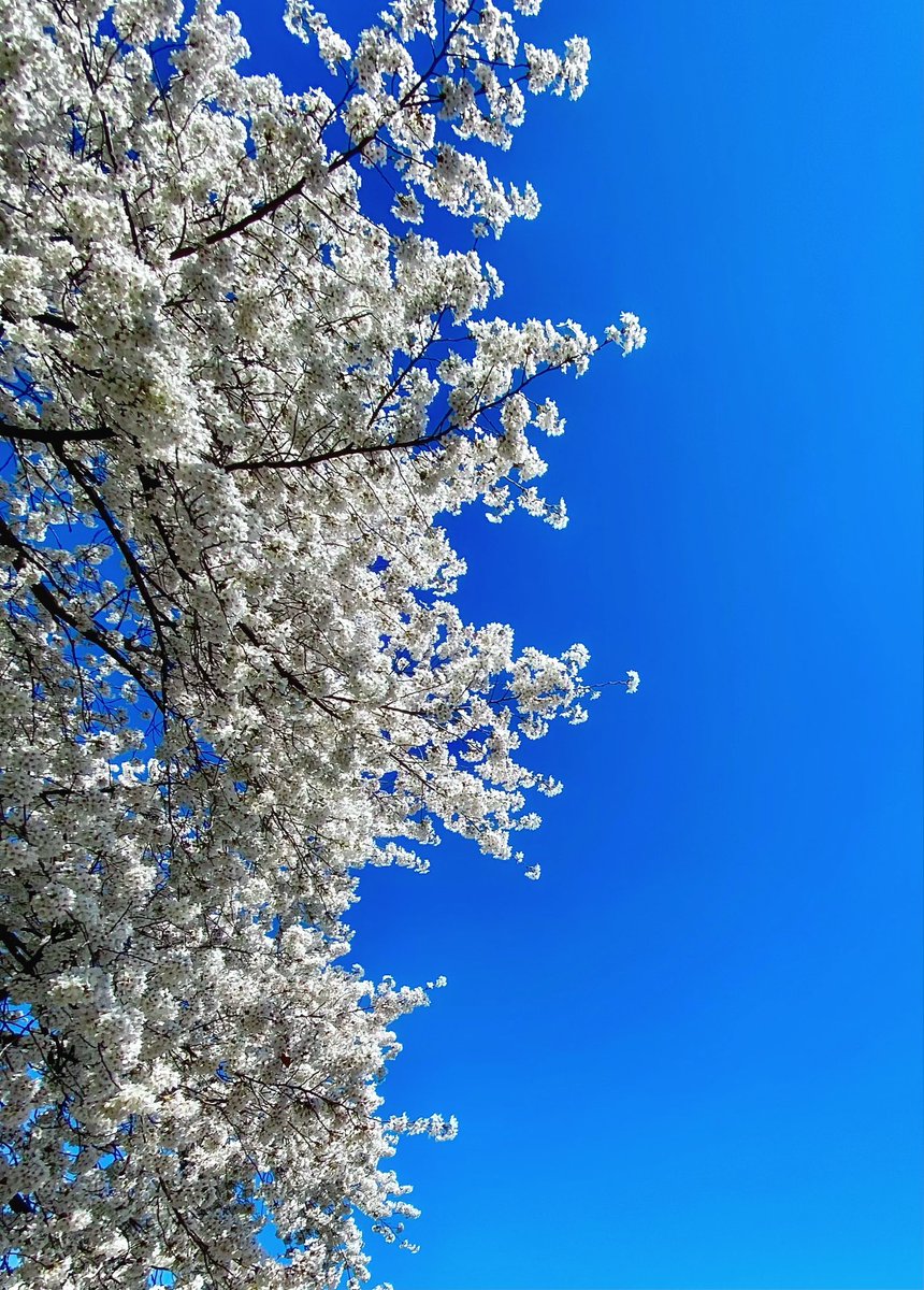 Syed Z. Ali (@sza_jhcyto) on Twitter photo BLUE, the color of boundless sky in soft repose. BLUE, the color of boundless sky in soft repose.