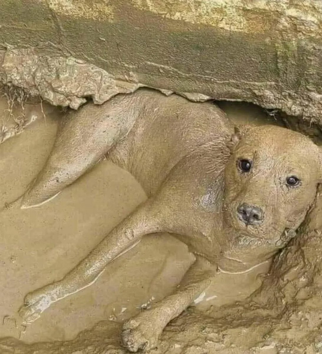 💖 (@twaniimals) on Twitter photo 