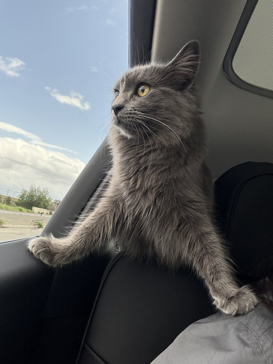 LolAxelr's tweet photo. @moe_twinstyle this cat just jumped into my car https://t.co/mjz346F3gX