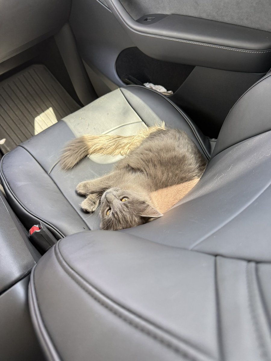 LolAxelr's tweet photo. @moe_twinstyle this cat just jumped into my car https://t.co/mjz346F3gX