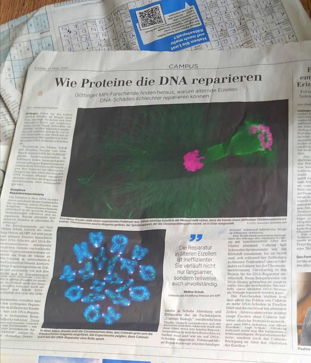 Ninadini Sharma (@ninadini_sharma) on Twitter photo Thank you <a href="/mpi_nat/">MPI for Multidisciplinary Sciences</a> <a href="/maxplanckpress/">Max Planck Society</a> for for spotlighting our work on how #aging impacts female #fertility. We uncover how age impairs DNA repair in eggs—lowering reproductive potential.
Also so exciting to see some of my microscopy images on the daily newspaper <a href="/goetageblatt/">Göttinger Tageblatt</a>! 😍 Thank you <a href="/mpi_nat/">MPI for Multidisciplinary Sciences</a> <a href="/maxplanckpress/">Max Planck Society</a> for for spotlighting our work on how #aging impacts female #fertility. We uncover how age impairs DNA repair in eggs—lowering reproductive potential.
Also so exciting to see some of my microscopy images on the daily newspaper <a href="/goetageblatt/">Göttinger Tageblatt</a>! 😍