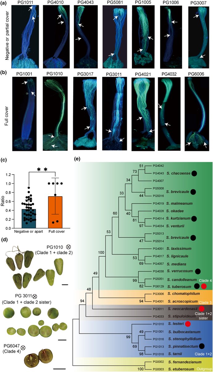 Unlocking self-compatibility in diploid potato breeding: the role of Mi-549 in regulating Sli expression

Zhang et al.

📖 nph.onlinelibrary.wiley.com/doi/10.1111/np…