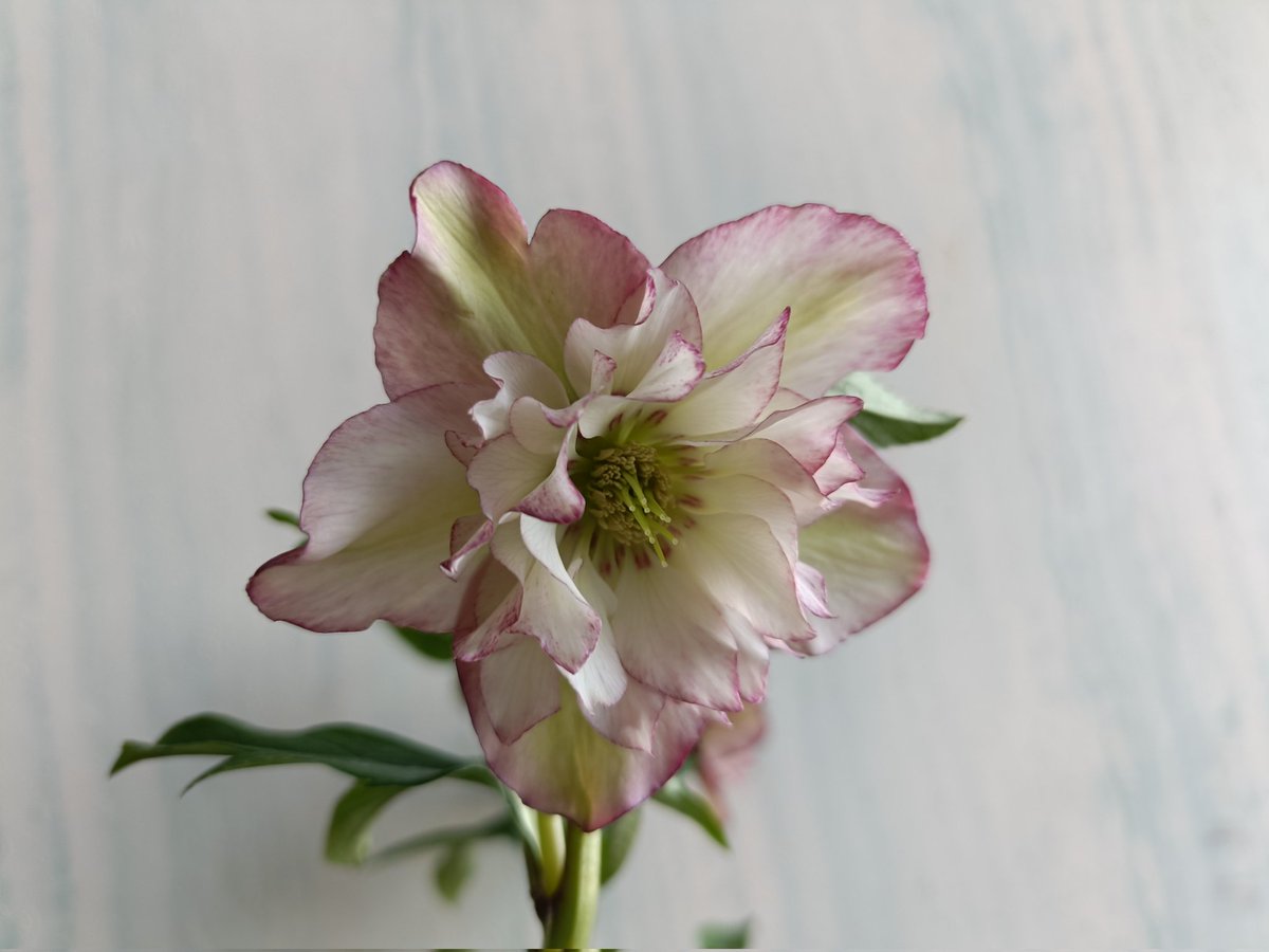 kengokengo4's tweet photo. クリスマスローズダブルの
ピンクラベルフリーダさんが来たー🤩
#北海道 #クリスマスローズ #Helleborus #杉光園芸 #杉山交配 #フリーダ #Freeda #TLを花でいっぱいにしよう https://t.co/14FVsxLByw