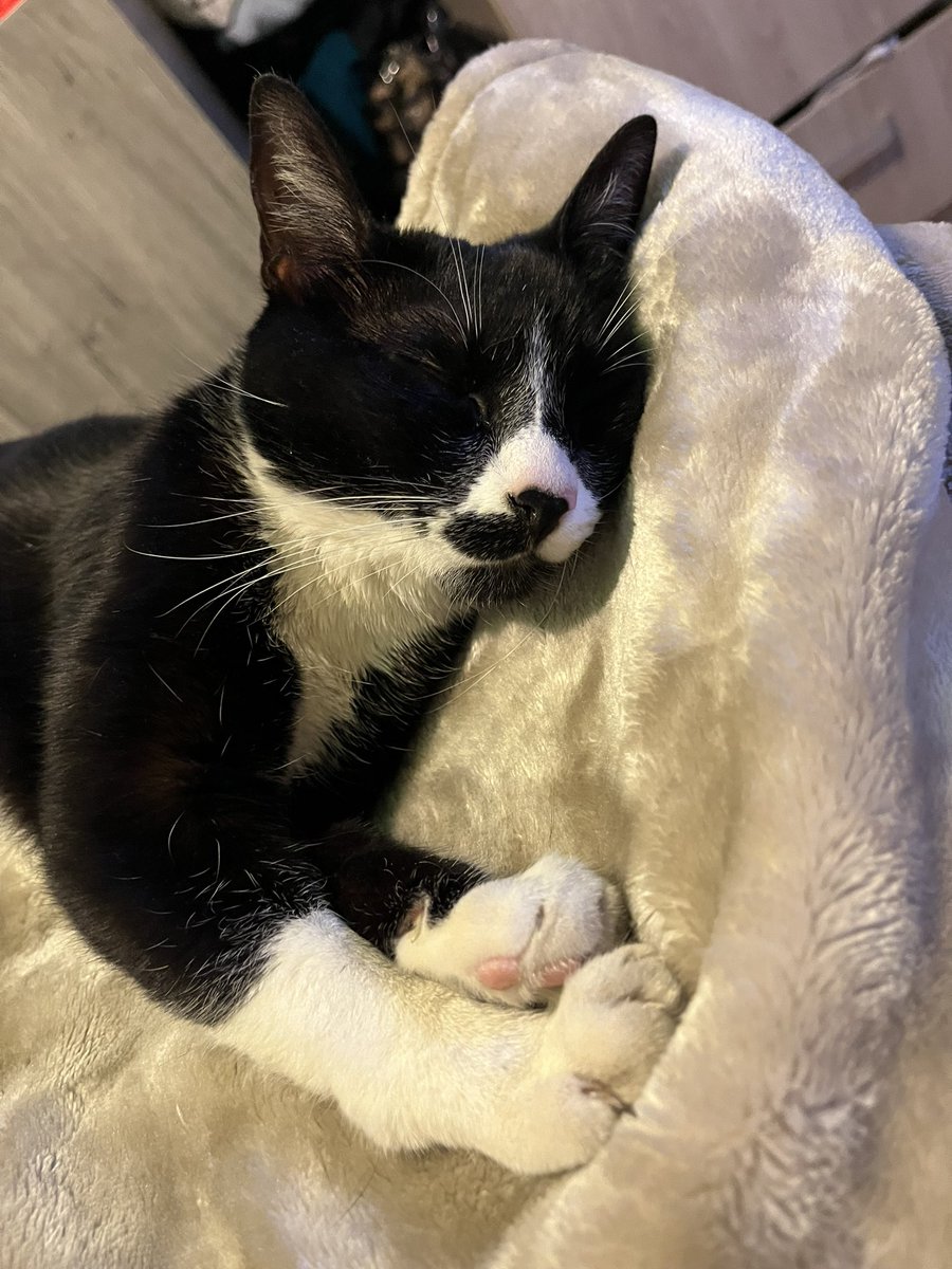 mari_lulo's tweet photo. Por favor denle una oportunidad a esta bebé. Es una hermosa que sólo quiere amor. 
Aprox 2 años 
Esterilizada 
Convive con más gatos (no le gusta compartir comida ni agua)
Se entrega con protocolo de salud y mañana se le hará la prueba de leucemia y sida felino. https://t.co/fh7OJsO427