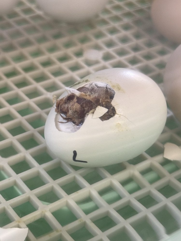WestEndWolves's tweet photo. Watch our second graders crack open the wonders of the life cycle! 🐣🦆 From eggs to chicks and ducklings, they’re learning and loving every moment. #LifeCycleLearning #HatchingFun #ClassroomAdventures https://t.co/7ZZtnBibqL