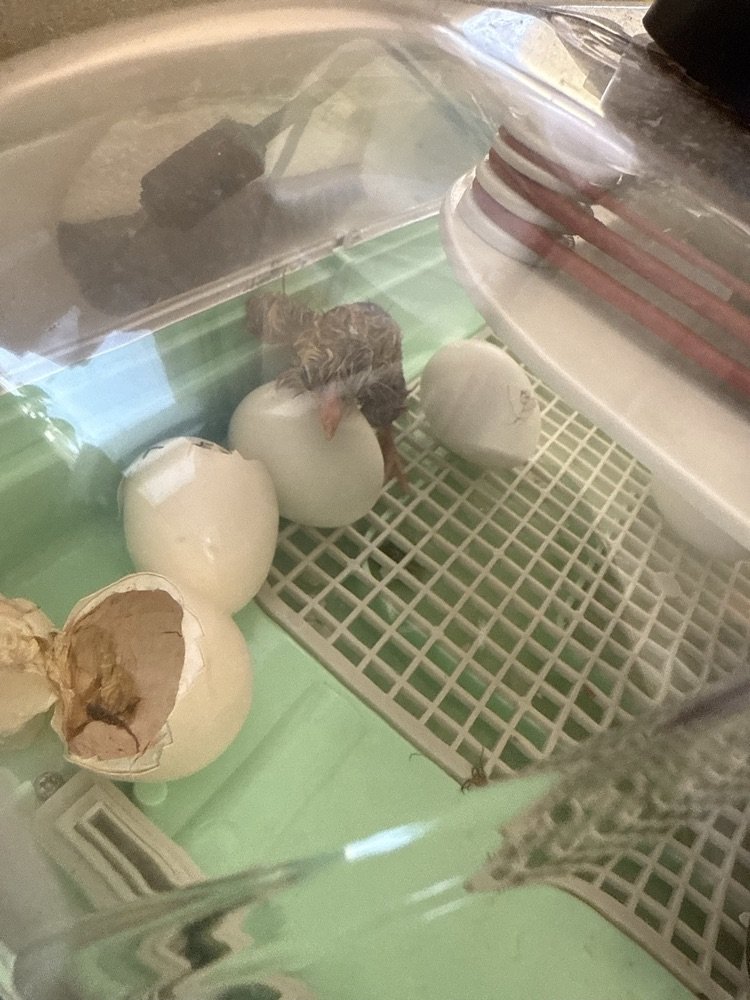 WestEndWolves's tweet photo. Watch our second graders crack open the wonders of the life cycle! 🐣🦆 From eggs to chicks and ducklings, they’re learning and loving every moment. #LifeCycleLearning #HatchingFun #ClassroomAdventures https://t.co/7ZZtnBibqL