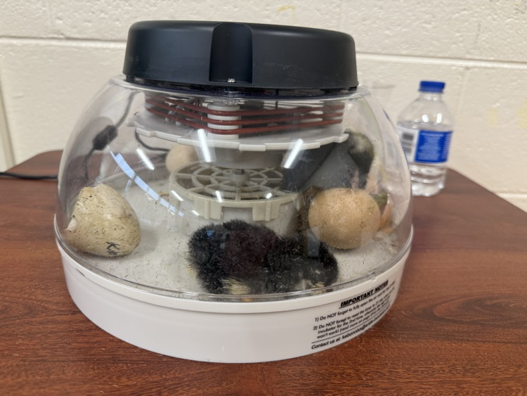 WestEndWolves's tweet photo. Watch our second graders crack open the wonders of the life cycle! 🐣🦆 From eggs to chicks and ducklings, they’re learning and loving every moment. #LifeCycleLearning #HatchingFun #ClassroomAdventures https://t.co/7ZZtnBibqL