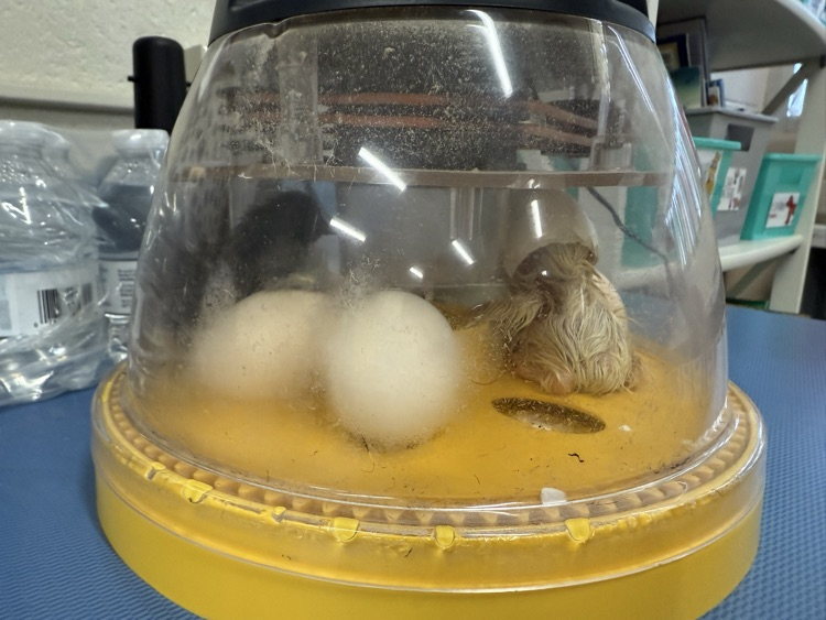 WestEndWolves's tweet photo. Watch our second graders crack open the wonders of the life cycle! 🐣🦆 From eggs to chicks and ducklings, they’re learning and loving every moment. #LifeCycleLearning #HatchingFun #ClassroomAdventures https://t.co/7ZZtnBibqL