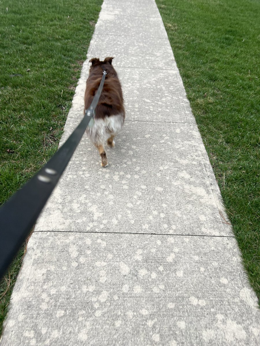 albers75's tweet image. This is me, trying to get away from mom on our walk. She was listening to a game show podcast and kept yelling out the answers. 🙄 How embarrassing. At least she got some answers right 😆 #SmartLess