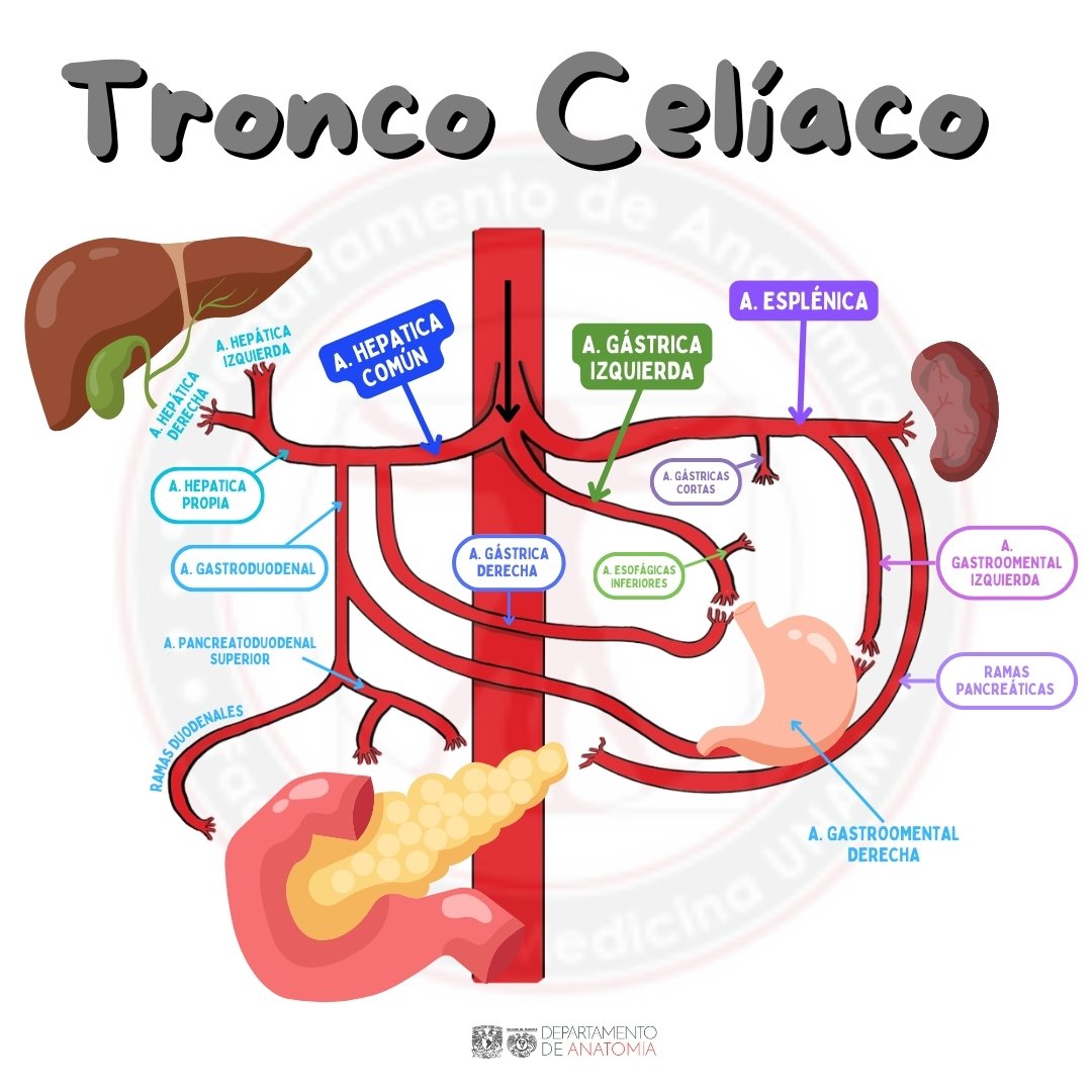 Anatomía Del Eje Celíaco Resumen: Pedaços De Libros | Anatomía