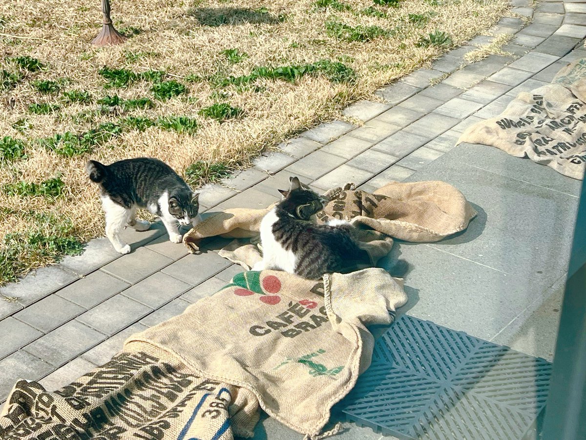 Reveur__Lunaire's tweet photo. 어제 장미 마대를 햇빛 소독하느라 널어두고 들어왔고 그 결과 아침에 보게 된 것 https://t.co/Q0GfFw8Ry5