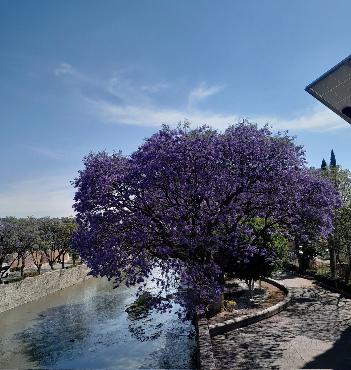 Nattalyflo's tweet photo. Tlaxcala si existe, y también se pinta de morado 💜🌳
@RicardoBSalinas @JorgeNikaidoB @MLMSalinas https://t.co/oAn3sp1Z3x