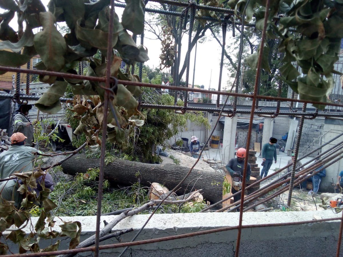 luisantonio73's tweet photo. @SEDEMA_CDMX @ColParSanAndres @giogutierrezag @Alcaldia_Coy @UCS_GCDMX @ClaraBrugadaM 
Porque seguimos cerrando los ojos a los ecocidios, porque seguimos anteponiendo los intereses particulares sobre la ecología, porque trabajadores del gobierno ejecutan esto. https://t.co/u6JnjvUn9j