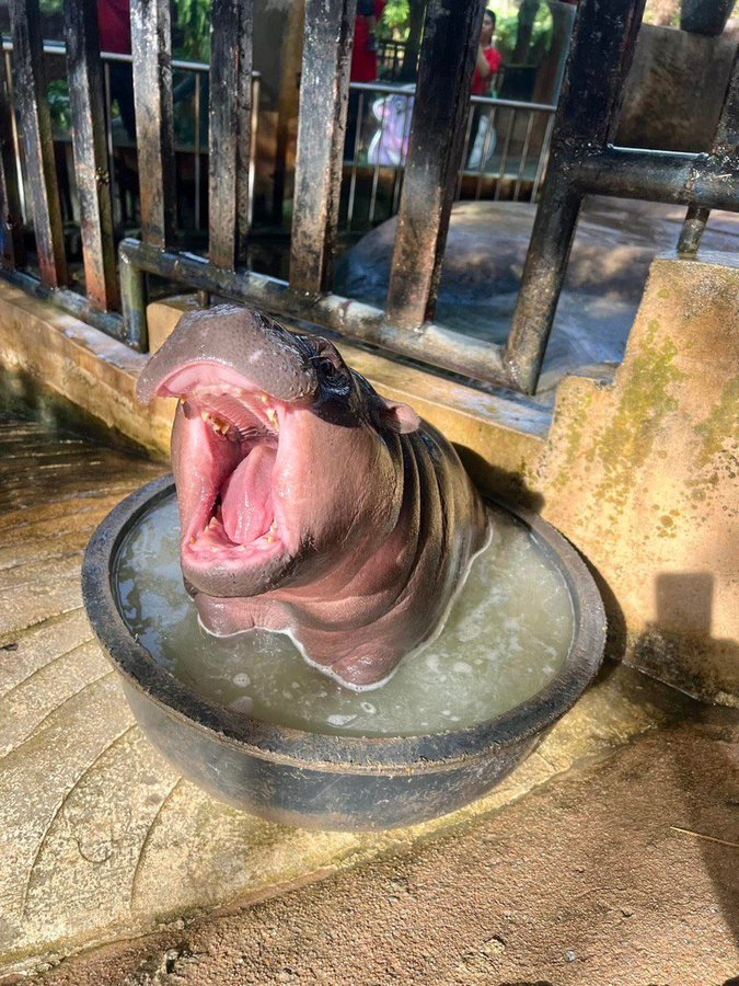 If you don't have the vision, you won't make the strides.

-Moo Deng (I'm pretty sure)

<a href="/MooDengSOL/">Fan Page | Moo Deng</a> #Moodeng