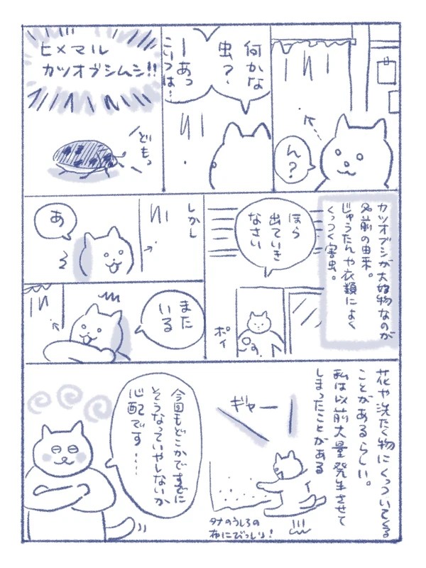 ヒメマルカツオブシムシ(再掲載)
#さくまのまんが 