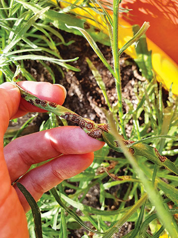 A natural fungal agent is being explored for use against flaxleaf fleabane #weeds.

GRDC has invested in the search for biocontrol agents that can reduce the weed’s growth, ability to compete for soil moisture, &amp; set seed. 

The project involves 2 phases. The first phase, led by