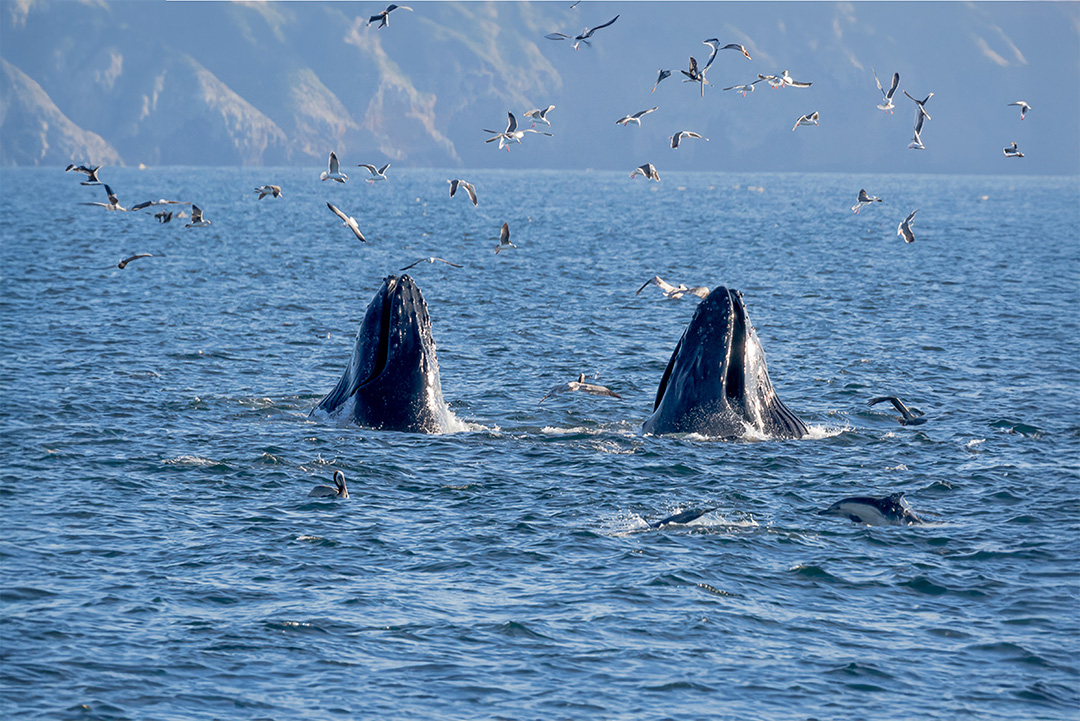 VisitOxnardCA's tweet photo. 🐋✨ Whale, hello there! It’s time to celebrate the majestic migration of the Pacific Gray Whales at the 2025 Celebration of the Whales Festival at @@CIHarbor! 🌊🎉
📆: Sunday April 13th from 11 a.m. to 3 p.m.
#VisitOxnard #VisitCalifornia #channelislandsharbor https://t.co/bNx2YqkOVt