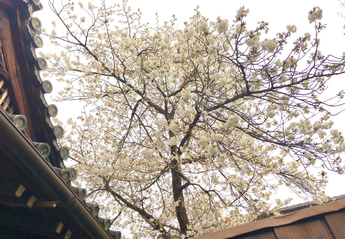 下御霊神社 (@shimogoryo863) / X 下御霊神社 (@shimogoryo863) / X