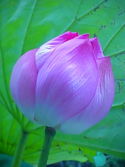 kapanovskaya's tweet image. 蓮むかし

#automatisme