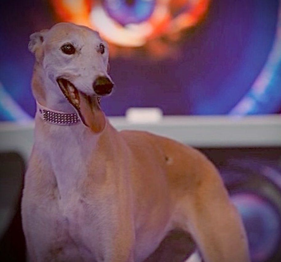 Paris 🩷🩷🩷 #granhermano