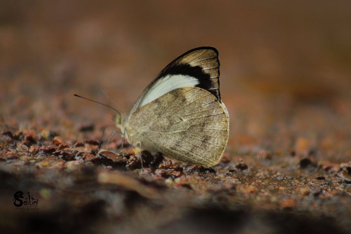 SaluniG's tweet photo. Observed the rare Plain puffin (Appias indra narendra) #butterfly along the Rathnapura-Palabaddala trail that leads to Sri Pada. This butterfly is distributed in the wet, intermediate lowland and uva regions of #SriLanka . 

#wildlifephotography https://t.co/EZEcXVaicC
