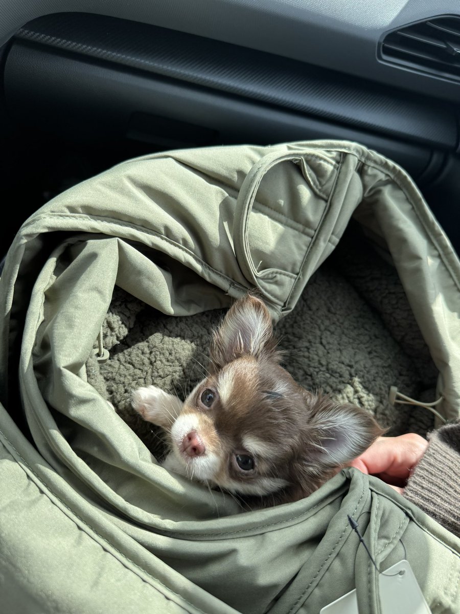 Noelle Acosta tweet media