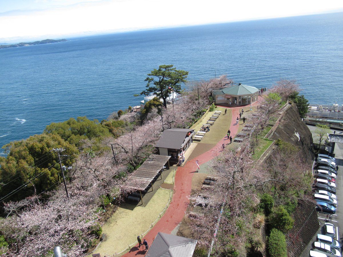 AtamiCastle's tweet image. 熱海城さくら開花状況です。本日お城の前は5分咲きから満開に近いです。庭園は手前4分咲き奥は2分咲きです。 夜桜営業は庭園の桜がなかなか咲かない為今週後半あたりからになりそうです。#熱海城 #熱海 #開花 #桜 #さくら #夜桜 #ソメイヨシノ #Atami #sakura #Atamicastle