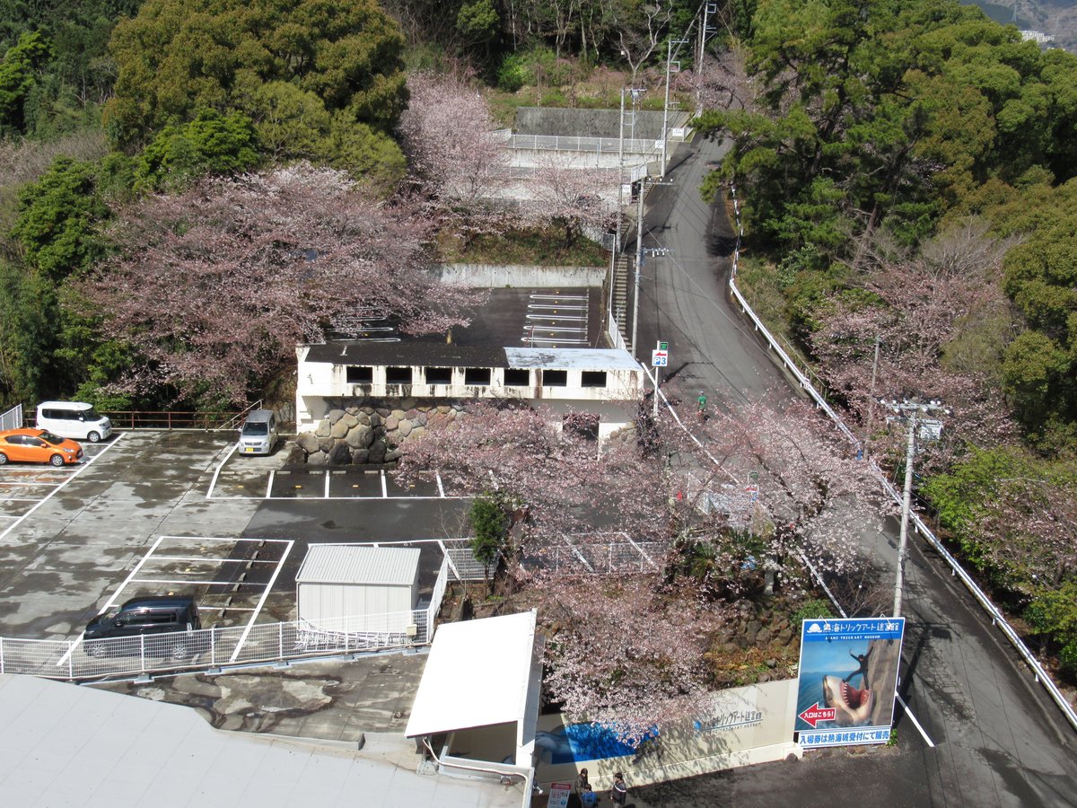 AtamiCastle's tweet image. 熱海城さくら開花状況です。本日お城の前は5分咲きから満開に近いです。庭園は手前4分咲き奥は2分咲きです。 夜桜営業は庭園の桜がなかなか咲かない為今週後半あたりからになりそうです。#熱海城 #熱海 #開花 #桜 #さくら #夜桜 #ソメイヨシノ #Atami #sakura #Atamicastle