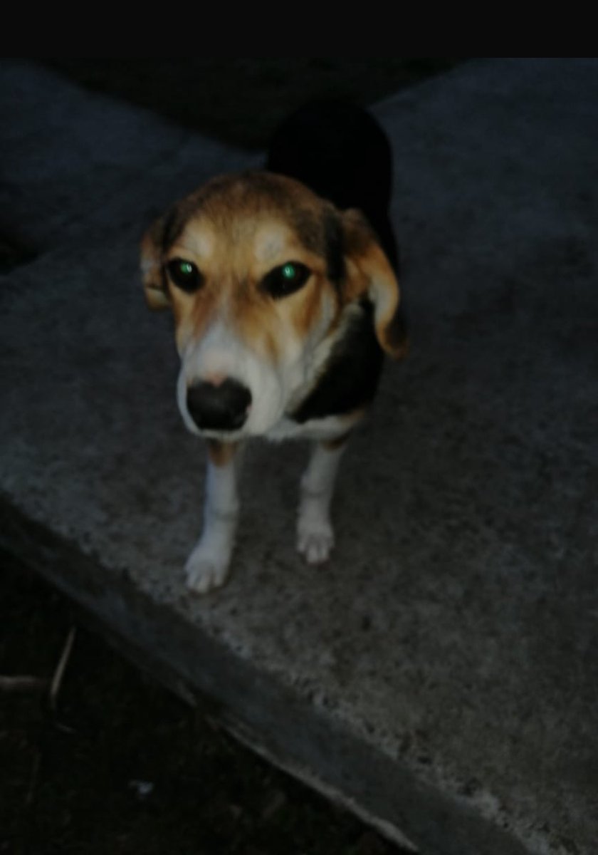 Dani🐈🐶🐾🐾 tweet media